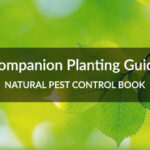 Companion Planting Guide