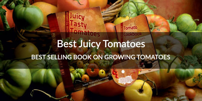 Best Juicy Tomatoes
